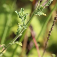 Erigeron sublyratus Roxb. ex DC.